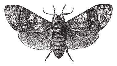 Keçi güve bir güve Cossidae, vintage çizgi çizme veya oyma illüstrasyon ailesinin olduğunu.