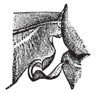 Pamuklu yastık ölçek odunsu süsbitkileri, vintage çizgi çizme veya oyma illüstrasyon bir dizi istila.