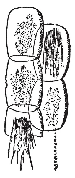 一幅图片 显示一个鲁梅克斯的细胞 这是针状晶体形成束 复古线画或雕刻插图 — 图库矢量图片