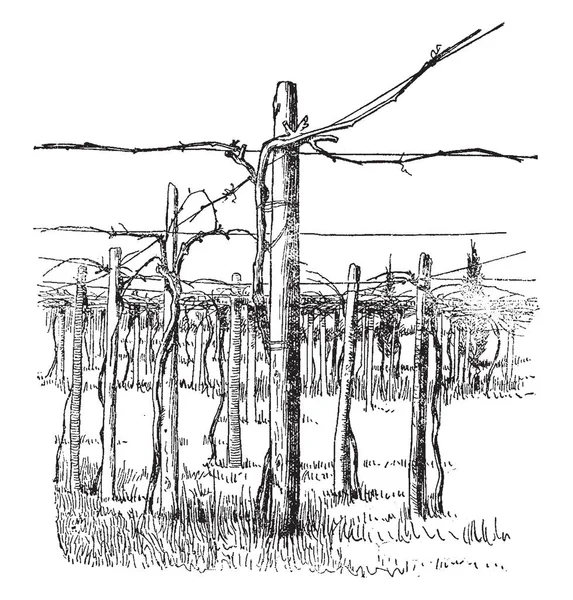 Cette Illustration Représente Cross Wire System Grape Training Qui Est — Image vectorielle