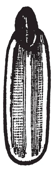Scurfy Scale Est Chinaspis Furfurus Dessin Ligne Vintage Illustration Gravure — Image vectorielle