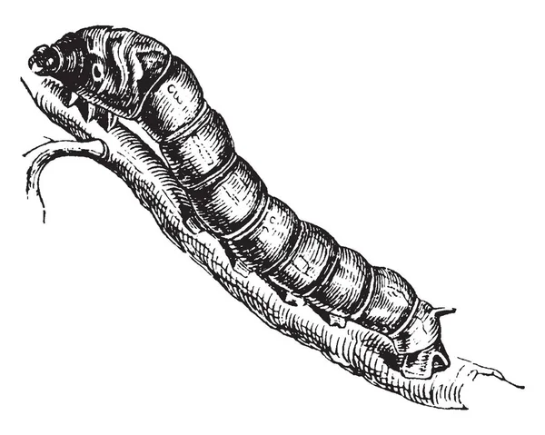 Seidenraupen Sind Die Larven Von Motten Die Seidene Kokons Vintage — Stockvektor