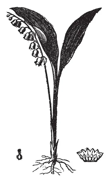 ユリの葉が広いと 長い楕円形の葉は それと彼の小さな花に見えるようなカップの形状 ビンテージの線描画や彫刻イラスト — ストックベクタ