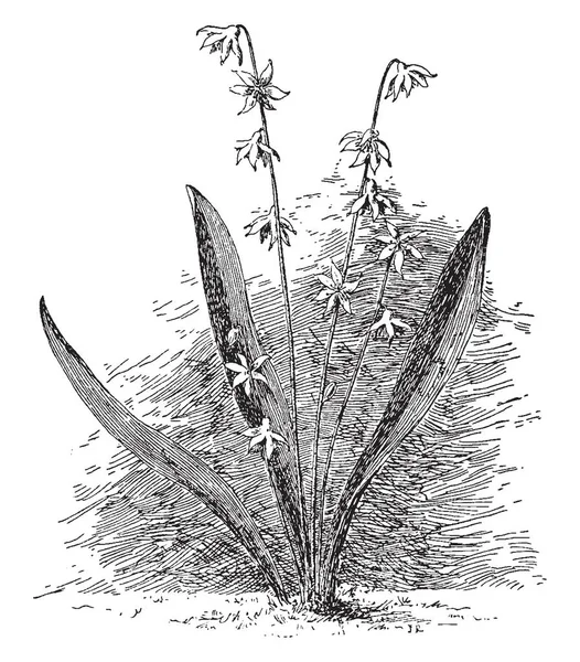 Una Foto Muestra Planta Scilla Siberica Bulboso Perenne Con Dos — Archivo Imágenes Vectoriales