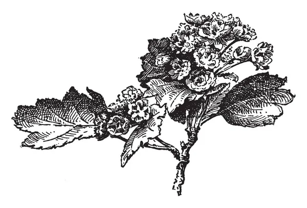 Crataegus Oxycantha Paulii Ismertebb Nevén Paul Thorn Osztályának Showiest Virágai — Stock Vector