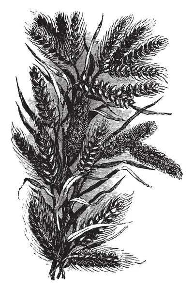 这张图片显示的是谷物作物的全面生长 复古线画或雕刻插图 — 图库矢量图片
