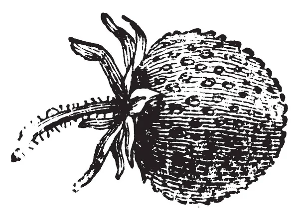 これは フルーツの果実のエゾヘビイチゴです 果物や小さな毛にスレッドがあるような針幹に存在しています プレーン 長いとフルーツ ビンテージの線画 彫刻の図の下の部分に — ストックベクタ