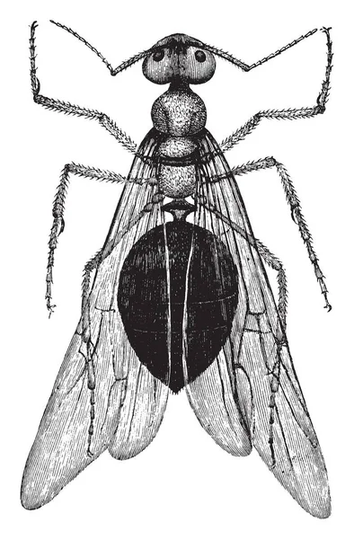 Queen Ant Slave Dokonywanie Mrówki Vintage Rysowania Linii Lub Grawerowanie — Wektor stockowy