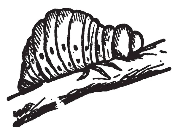 Colorado Beetle Larva Che Popolarmente Noto Come Insetto Patate Disegno — Vettoriale Stock
