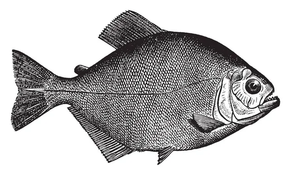 Piraya Piranha Est Une Espèce Amphibiens Famille Des Characidae — Image vectorielle