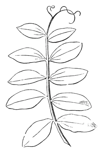 Feuille Composée Cultivant Une Nouvelle Feuille Ressemble Une Corde Dessin — Image vectorielle