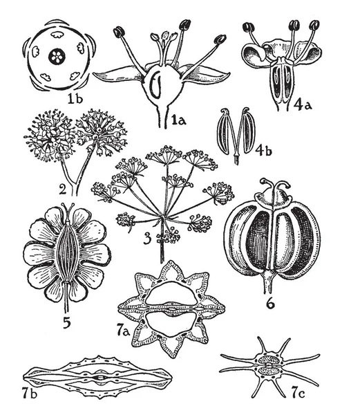 Všechny Různé Části Tomto Obrázku Zobrazující Zakázky Araliaceae Umbelliferae Vintage — Stockový vektor
