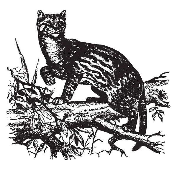 Ocelot Gato Salvaje Nativo Del Suroeste Estados Unidos Dibujo Líneas — Archivo Imágenes Vectoriales