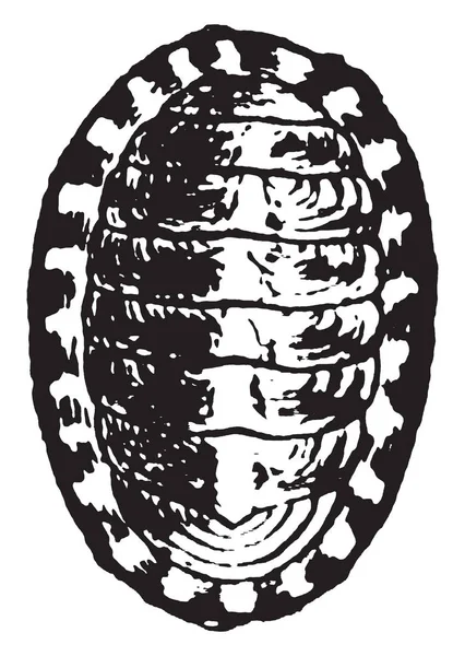 Chiton Egendomlig Marina Mollusk Vintage Linje Ritning Eller Gravyr Illustration — Stock vektor