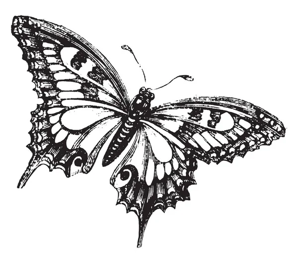 与飞蛾不同的是 蝴蝶在触角的尖端有旋钮 蝴蝶区别于飞蛾 有棍棒和扩张的触角 在休息时保持翅膀直立 白天活动 复古线条画或雕刻插图 — 图库矢量图片