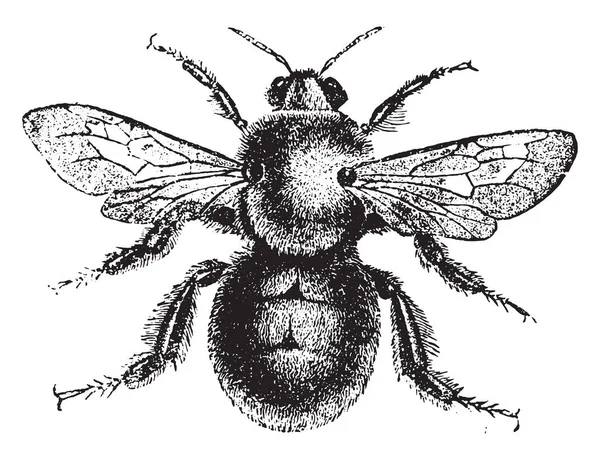 バンブルビー ヴィンテージには 図が刻まれています 1880 動物の自然史 — ストックベクタ