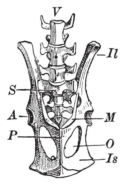 袋鼠骨盆有两个过程称为 Epipubic 复古线条画或雕刻插图 — 图库矢量图片