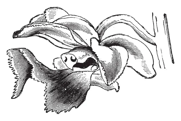 Зображення Квітка Aerides Crispum Листя Фігура Трохи Яйце Пелюстки Vintage — стоковий вектор
