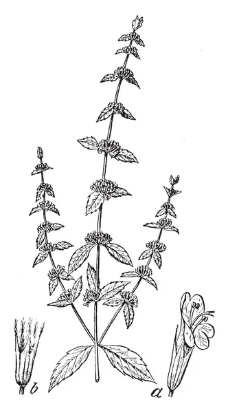 この写真は 花を示す植物の上の部分を見せているこの植物の葉 この植物 ビンテージの線描画や彫刻イラストに成長している小さな紫または白い花 — ストックベクタ