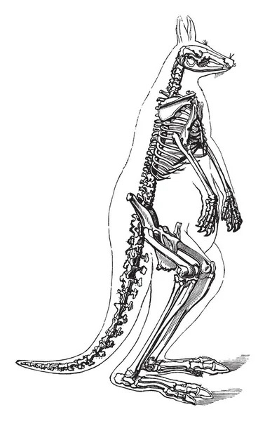 Kangourou Squelette Dans Lequel Queue Située Extrémité Terminale Colonne Vertébrale — Image vectorielle
