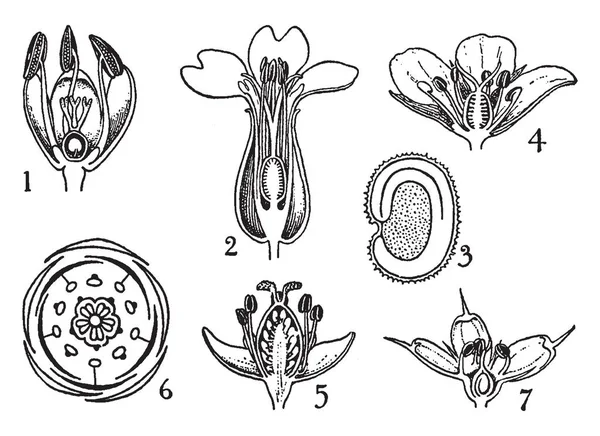 Tudo Parte Interna Flor Esta Imagem Mostra Filamento Estigma Pétala —  Vetores de Stock