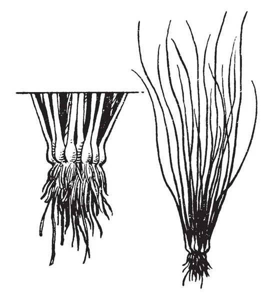 Isoetaceae Isoetales Quillworts 잔디와 베어링 Lycophytes 스파이크 북아메리카와 유라시아 빈티지 — 스톡 벡터