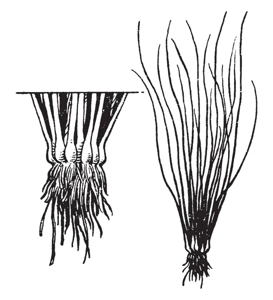 Plantas Família Isoetaceae Ordem Isoetales Quillworts São Licofitas Portadoras Esporos —  Vetores de Stock