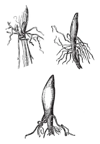 Una Imagen Que Muestra Tres Coronas Lirio Planta Del Valle — Vector de stock