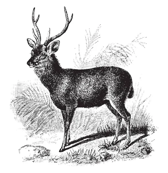 Sambur Deer Ciervo Grande Nativo Del Subcontinente Indio Dibujo Línea — Vector de stock