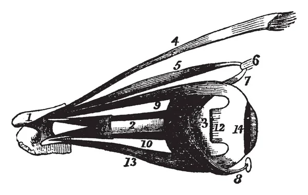 Esta Ilustración Representa Músculos Oculares Dibujo Línea Vintage Ilustración Grabado — Vector de stock