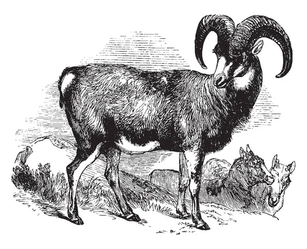 Mouflon は野生の羊 ビンテージの線描画や彫刻イラストの亜種のグループ — ストックベクタ