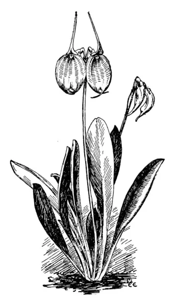 Masdevallia Tovarensis의 월에서 그리고 그들의 색깔은 Masdevallia Tovarensis는 베네수엘라 빈티지 — 스톡 벡터