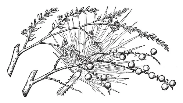 沙漠扇棕榈树枝的图片花卉和水果 复古线条画或雕刻插图 — 图库矢量图片
