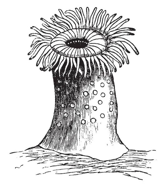 Zeeanemonen Zijn Voornamelijk Gevonden Tussen Tij Merken Rots Zwembaden Vintage — Stockvector