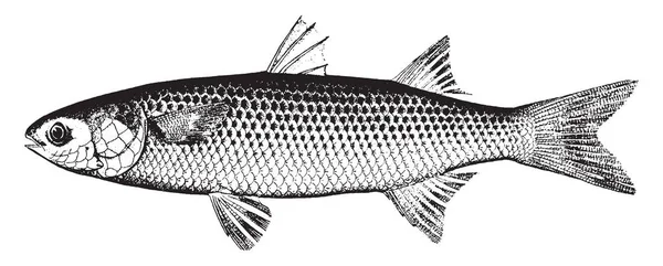 在佛罗里达州大量捕获的鱼 老式的线条画或雕刻插图 — 图库矢量图片
