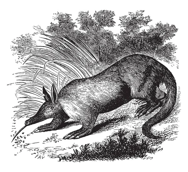 Aardvark 是一种中等大小的夜间哺乳动物 原产于非洲 复古线条绘制或雕刻插图 — 图库矢量图片