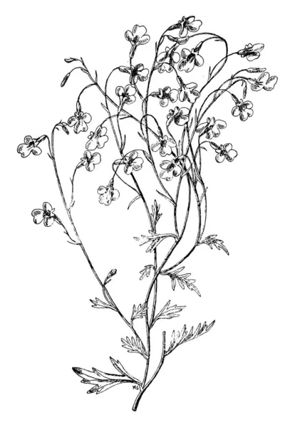 Гілка Трав Янистої Рослини Квіти Яскраво Блакитні Вінтажні Лінії Малюнка — стоковий вектор