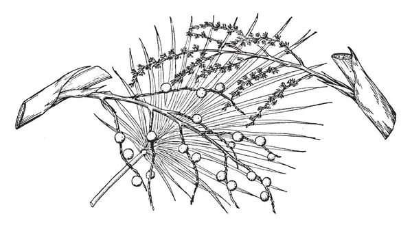 Uma Imagem Mostrando Ramo Thrinax Keyensis Que Uma Espécie Palmeira —  Vetores de Stock