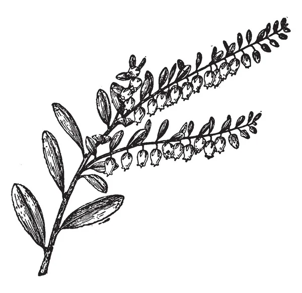 Chamaedaphne Calyculata Jest Znany Jako Liść Skóry Owoc Jest Sucha — Wektor stockowy