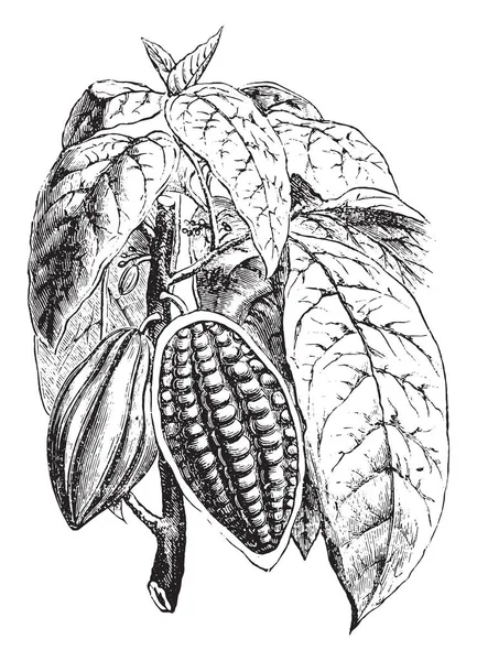 Floração Atirar Frutificação Cacau Vintage Gravada Ilustração Enciclopédia Industrial Lami — Vetor de Stock