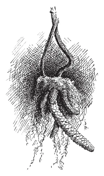 Achimenes 冷饭段的块茎图 根部是非常大的 毛茸茸的根 复古线条画或雕刻插图 — 图库矢量图片