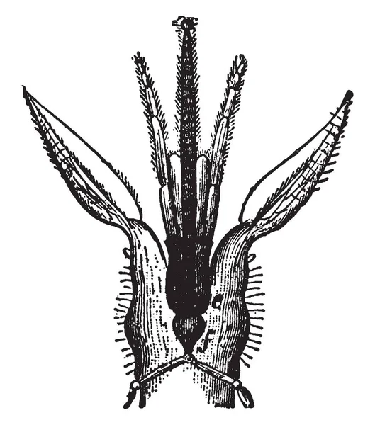 Boca Abeja Que Primer Maxilar Una Parte Dibujo Línea Vintage — Archivo Imágenes Vectoriales