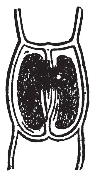 Изображение Клеток Караулов Формирования Стомы Винтажного Рисунка Линии Заколдованной Иллюстрации — стоковый вектор