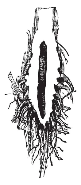 Görüntü Larva Bir Şeker Kamışı Bitki Kök Chilo Saccharalis Türlerinin — Stok Vektör