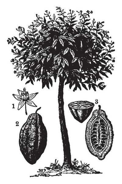 可可植物被发现在热带地区 用于制作巧克力 复古线条画或雕刻插图 — 图库矢量图片