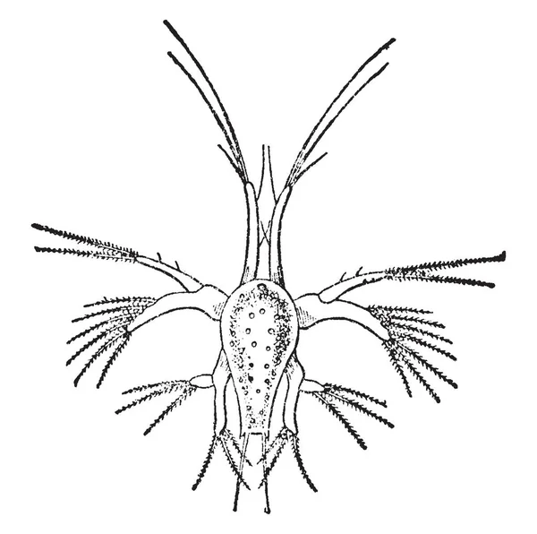 새우의 Nauplius가 갑각류 빈티지 드로잉 그림으로 동물의 애벌레 — 스톡 벡터