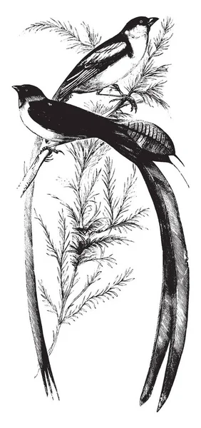 Widowbird Las Plumas Cola Algunos Machos Pueden Alcanzar Pie Longitud — Archivo Imágenes Vectoriales