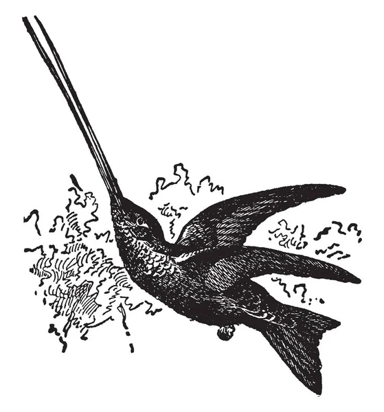 Swordbill Popular Name Any Individual Humming Bird Genus Vintage Line — Stock Vector