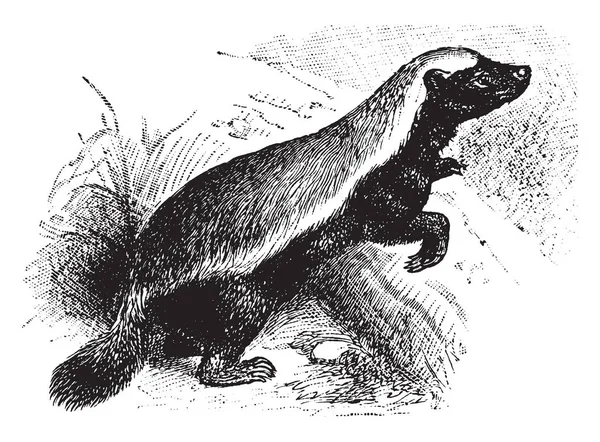 Honey Badger Είναι Μόνο Είδος Στην Υποοικογένεια Mustelid Mellivorinae Vintage — Διανυσματικό Αρχείο