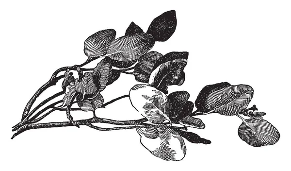 그림은 Arctostaphylos Manzanita 공장을 보여줍니다 빛나는 구부러진 나뭇가지에 껍질은 Manzanita — 스톡 벡터